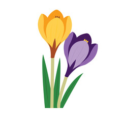 delicate spring crocuses of purple and yellow colors on a white background