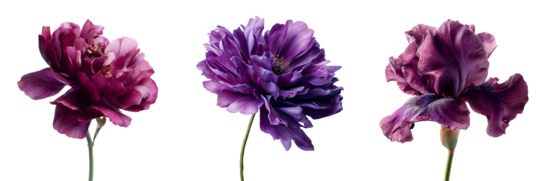 Set of Minimalist botanical image of one purple iris flower bud on transparent png background. Ai generated - Powered by Adobe