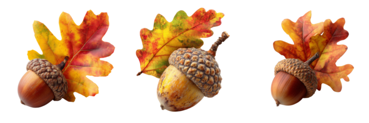 Set of Detailed oak leaf showing rich fall colors with a small acorn on transparent png background. Ai generated