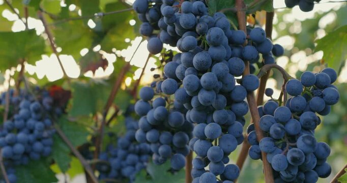 Dolly shot of a bunch of ripe blue grapes glistening in the sunlight 