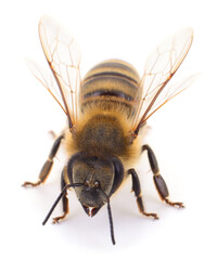 Honey bee macro isolated on white background