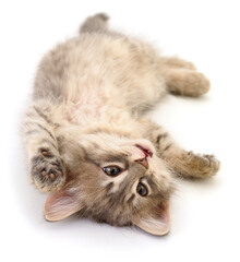 Playful gray kitten lying on back isolated on white