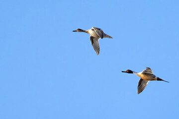 Northern Pintail