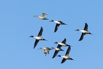 Northern Pintail