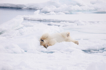 Polar bear rolling in the snow © kathy