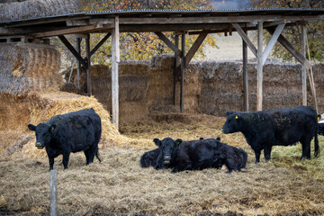 Cows resting in a barn near hay bales in autumn