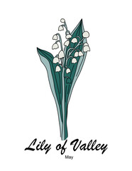 Lily of the valley, May birth month flower in teal and white with delicate bell shaped blooms and modern typography. Minimalist botanical illustration isolated on transparent background