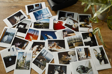 Collection of photographs showing cats in various settings and activities on a wooden table near a plant