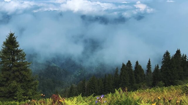 The plateau is covered with clouds that move over the mountain valley. The movement of the fog creeping over the hills at dawn. Mountains and fog on the Pokut plateau in the highlands of the Black Sea