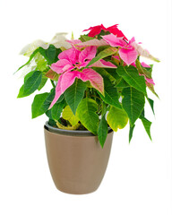Christmas flower Princettia Euphorbia on white background