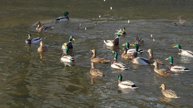 Ducks collecting food during feeding, slow motion