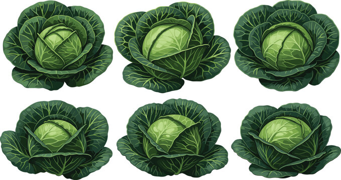 Realistic green cabbage head vector set featuring fresh leafy vegetables from different angles and positions isolated on white background for food design.