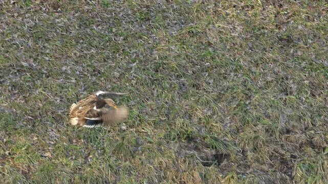 Mallard duck landing on the river, slow motion