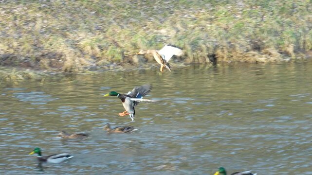 Mallard duck couple landing on the river, slow motion