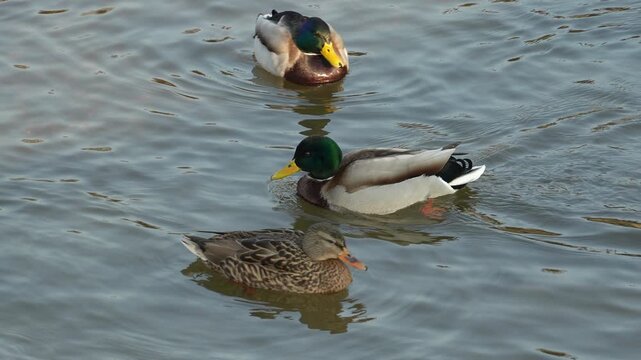 Mallard duck swimming in the river, slow motion