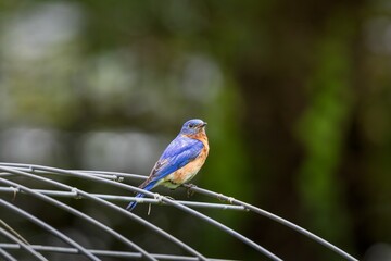 Obraz premium An Eastern Bluebird Perched on a Wire Structure with a Blurred Green Background