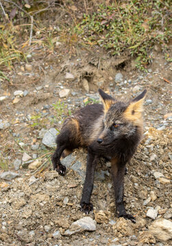 Cross Fox in Denali National Park Alaska in Autumn