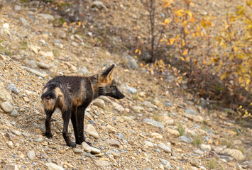 Fototapeta premium Cross Fox in Denali National Park Alaska in Autumn