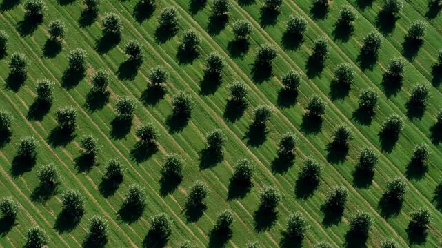 Medium shot of orchard arranged in uniform rows focusing on linear alignment of trees for simplified maintenance and harvesting.