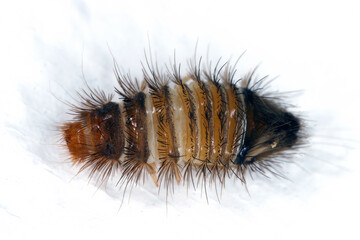 Carpet beetle larva in the home. Pests in apartments.