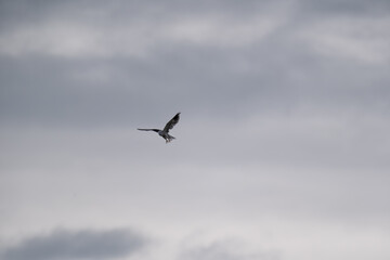 Obraz premium Black Shouldered Kite hovering in front of cloudy skies looking for prey