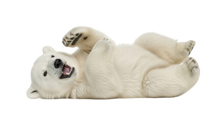 Obraz premium Adorable young polar bear cub lying on its back isolated PNG with Transparent Background