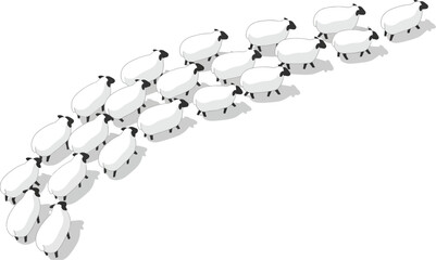 Flock of sheep following each other in a line