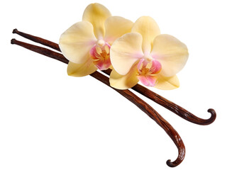 Vanilla beans with yellow orchid flowers on black background vanilla beans, orchid flowers, yellow flowers, pink centers, brown vanilla pods, black background, flowers, plants, botanicals, close-up, s