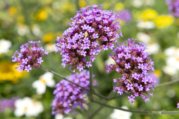 Fototapeta premium Verbena bonariensis