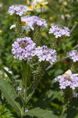 Obraz premium Verbena rigida 
