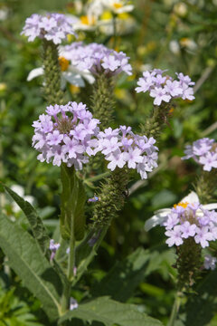 Verbena rigida	