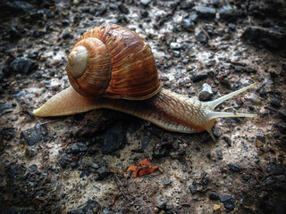 Weinbergschnecke auf Waldboden