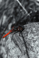 Rote Libelle auf Stein