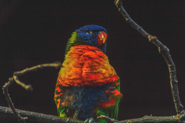 Portr&auml;t eines Regenbogenloris