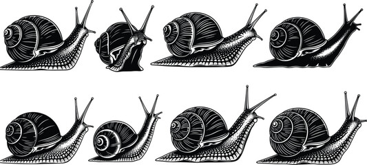 Eight black and white illustrations of garden snails in various poses Keywords: snail, garden snail, mollusk, gastropod, shell © MdShahin