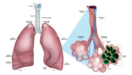 Human Lung Anatomy with Alveoli Structure and Pulmonary Capillaries Medical Illustration. Respiratory System Anatomy Showing Lungs Trachea and Alveolar Gas Exchange Diagram