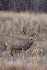 Fototapeta premium Mule Deer Buck During the Rut in Autumn in Colorado