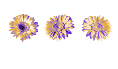 Digitally processed illustration of three gerbera flowers isolated on a transparent background. Bright decorative floral elements suitable for design, branding, packaging, and creative compositions.
