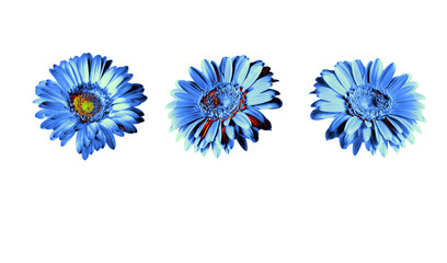 Set of blue gerbera flowers with digital color treatment, isolated on transparent background. Perfect for creative design, modern branding, posters, social media graphics, and decorative compositions.