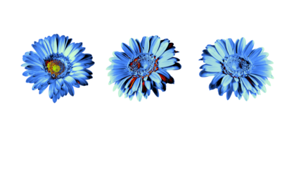 Set of blue gerbera flowers with digital color treatment, isolated on transparent background. Perfect for creative design, modern branding, posters, social media graphics, and decorative compositions.