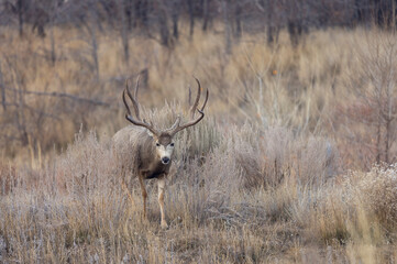 Fototapeta premium Mule Deer Buck During the Rut in Autumn in Colorado