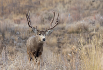 Naklejka premium Mule Deer Buck During the Rut in Autumn in Colorado