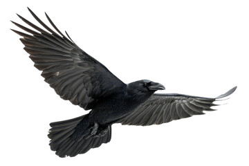 black raven in flight isolated on white or transparent png