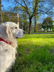 golden retriever sitting on grass in city park