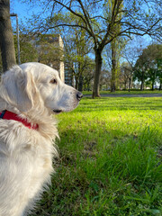golden retriever in city park on spring morning