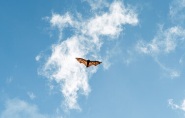 Bat with wings fully extended gliding through blue sky and white clouds creating dramatic wildlife background