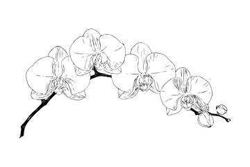 Detailed orchid flower branch in black and white ink drawing style on white background, symbolizing beauty, nature and floral elegance