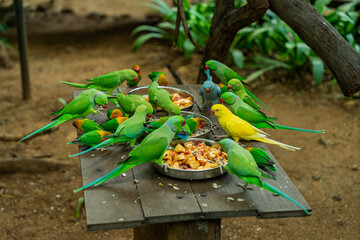 Many parrots eating from metal trays in outdoor aviary capturing lively wildlife scene with vibrant feathers