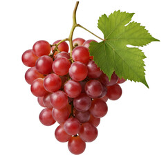 Fototapeta premium Fresh red grapes with green leaf on vine