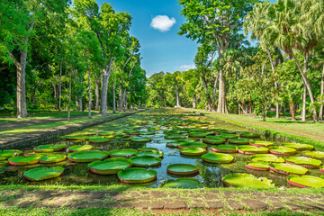 Scenic park pond with large water lily leaves stretching into distance for travel nature and relaxation concept